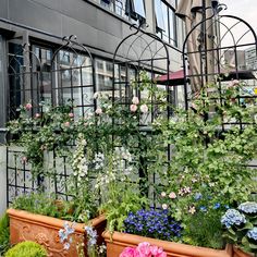 an assortment of flowers and plants in pots on the outside of a building with windows