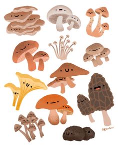 an assortment of different types of mushrooms