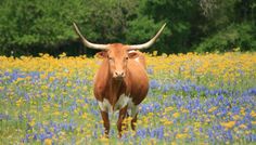 a cow standing in the middle of a field with wildflowers and trees behind it