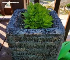 there is a small green plant growing out of a cement block on the porch outside