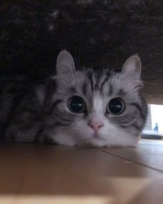 a grey and white cat laying on the floor under a table looking at the camera