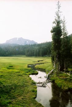 a river running through a lush green forest filled with lots of tall grass and trees