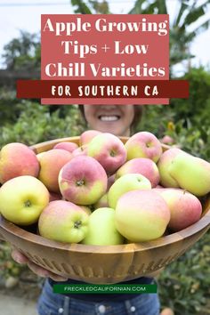 a woman holding a bowl full of apples with text overlay reading apple growing tips and low chill varieties for southern ca