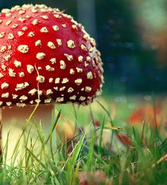 a close up of a mushroom in the grass