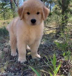 a puppy standing in the woods looking at the camera