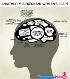 the anatomy of a pregnant woman's brain