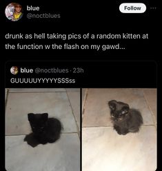 two pictures of black kittens on the floor with caption that reads, drunk as hell taking pics of random kitten at the function in my gawd