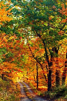 an empty dirt road surrounded by trees in the fall