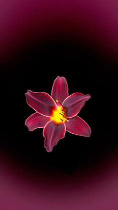 a red flower with yellow stamens in the center on a black and pink background