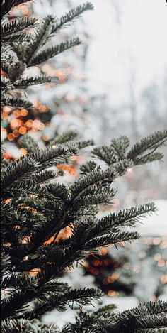 a close up of a pine tree with lights in the background and snow on the ground