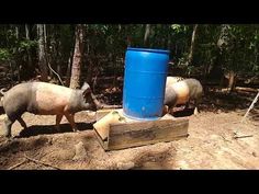 two pigs walking in the dirt near a blue barrel