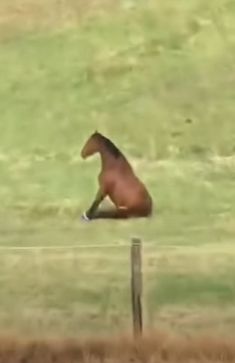 a brown horse sitting on top of a lush green field