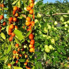 an orange tree filled with lots of fruit on it's branches and green leaves