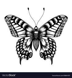 a black and white drawing of a butterfly