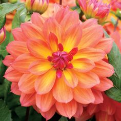 an orange and yellow flower with lots of green leaves on the top, in front of other flowers