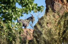 a mountain goat standing on top of a rock