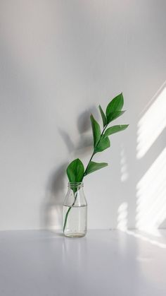 a glass vase with a green plant in it