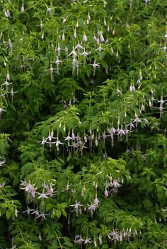 some white flowers and green leaves on a tree