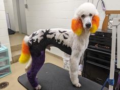 a white poodle with orange, yellow and black hair standing on top of a table