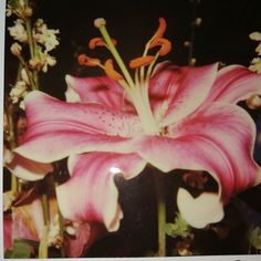 a pink flower with white flowers in the background