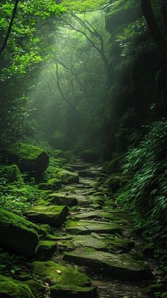 a path in the middle of a forest with moss growing on it's sides