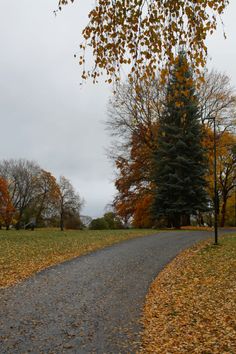 an empty road in the middle of a park with lots of trees and leaves on it