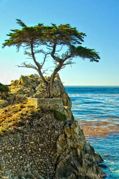 a lone tree on the edge of a cliff by the ocean