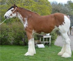 a brown and white horse standing on top of a lush green field