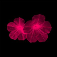 three pink flowers on a black background