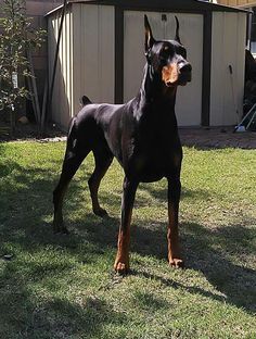 a black and brown dog standing in the grass