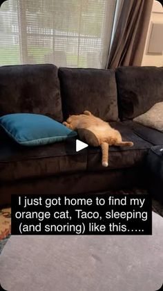 1.5K views · 14K reactions | 𝐟𝐨𝐥𝐥𝐨𝐰 @mewagic 🤍

.
.
.
.
.

#cats #CatLife #CatLovers | Cat memes 🪄🍣