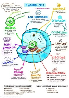 an animal cell diagram with different parts labeled in it