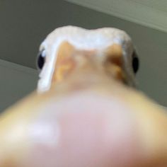 a close up view of a dog's nose and mouth