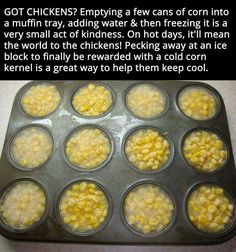 a muffin tin filled with corn on top of a counter next to a facebook post