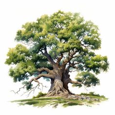 Oak Tree Clipart in Impressionistic Art Style Vector Art: EPS, SVG, 4K Organize Photos Prints, Oak Tree Pictures, Oak Tree Art, Tree Vector Art, White Oak Tree, Wood Burn Designs, Impressionistic Art, Tree Vector, Family Tree Template