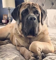 a large brown dog laying on top of a bed