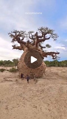 an image of a tree that is in the middle of dirt and sand with people standing next to it