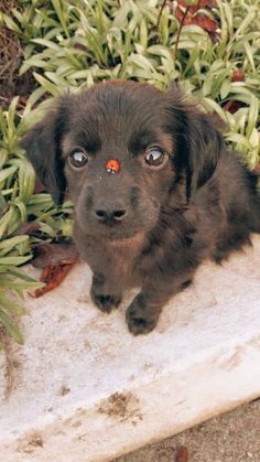 a black puppy sitting in the snow next to some plants