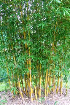 a bamboo tree with lots of green leaves