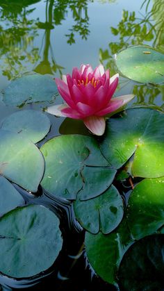 a pink water lily floating on top of green leaves