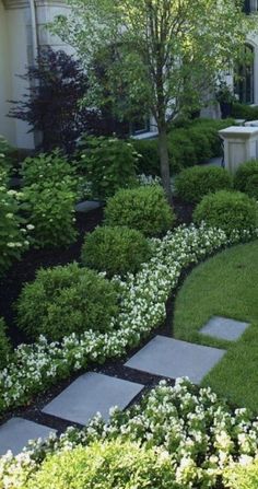 a garden with white flowers and green grass