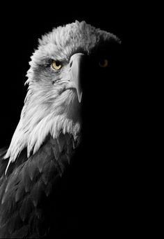 an eagle with yellow eyes is shown in black and white, against a dark background