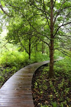 a wooden path in the middle of a forest