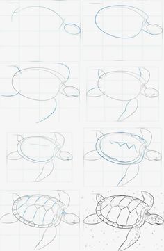 how to draw sea turtles step by step