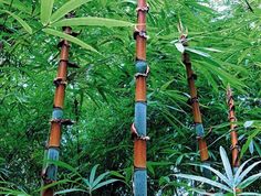 several bamboo trees with green leaves in the background