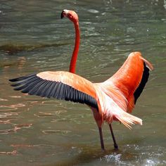 an orange and black bird with its wings spread out standing in the water, looking for food