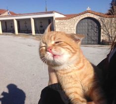 an orange and white cat sitting on top of someone's arm in front of a building