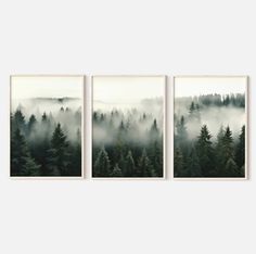 three framed pictures with trees in the fog