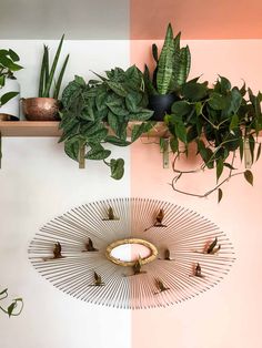 some plants are hanging on the wall above a mirror and shelf with other potted plants