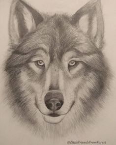 a pencil drawing of a wolf's face